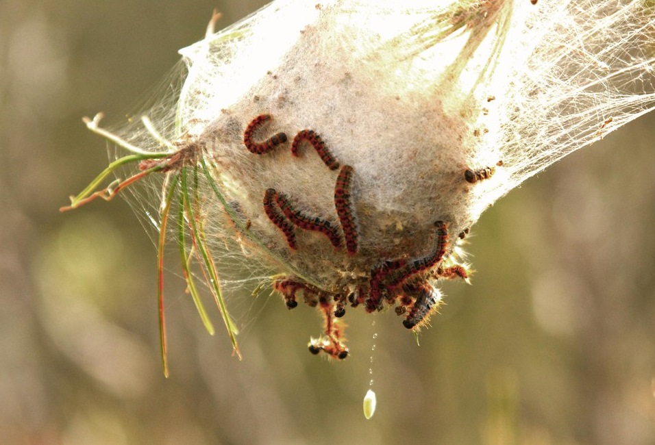 PHEROMOR contre le processionnaire du pin CAPSULE