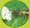 traitement cochenille