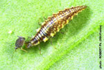 chrysope